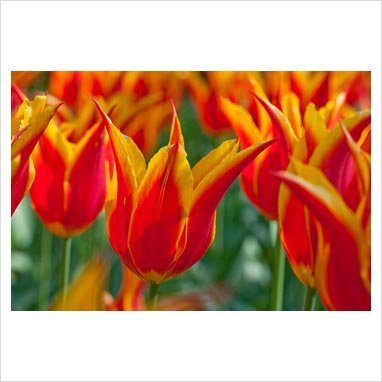 Tulipa fleur de lis 'Fly Away' PB 14